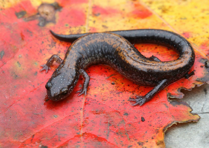 Redback Salamander